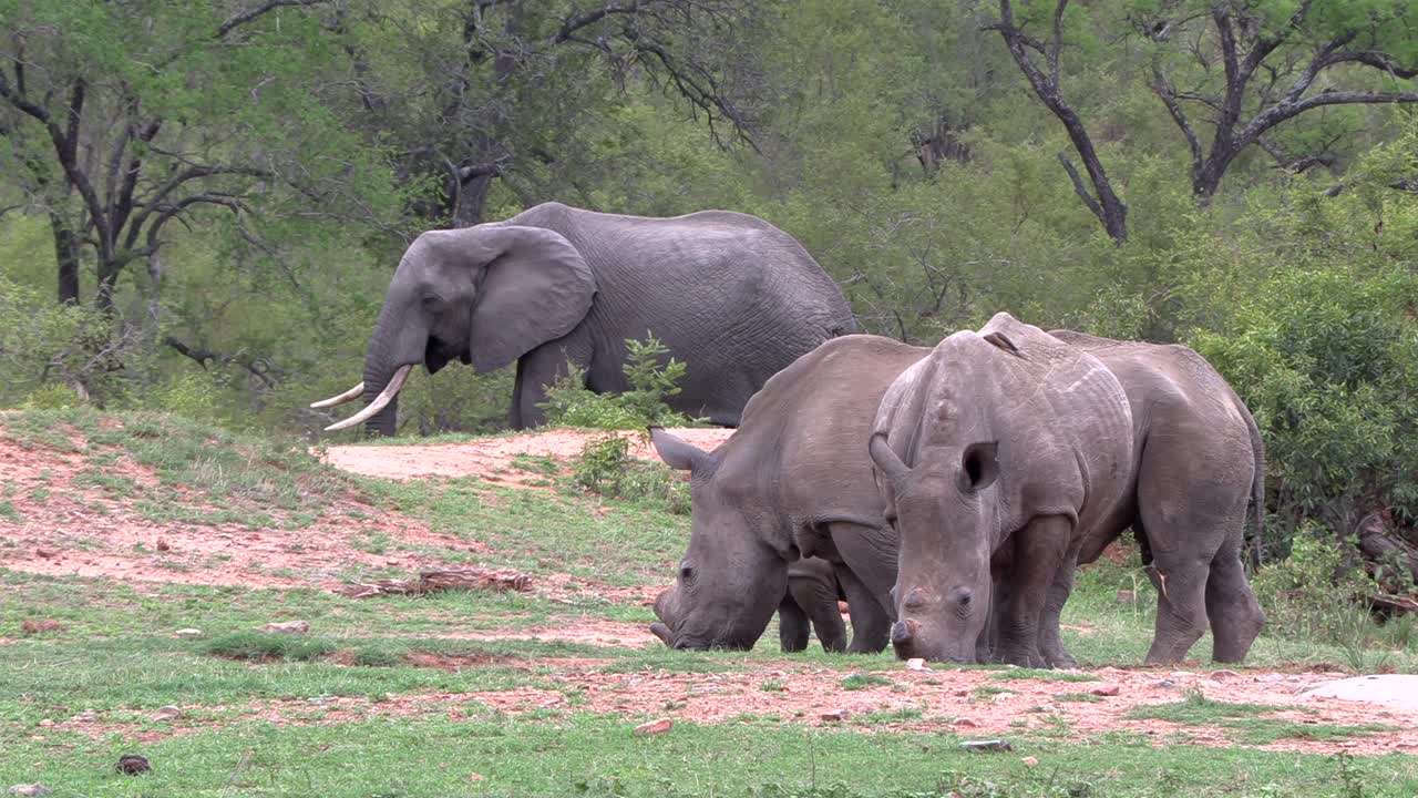 Big 5 animals co exist in harmony. Southern white rhino grazing with an elephant in the background