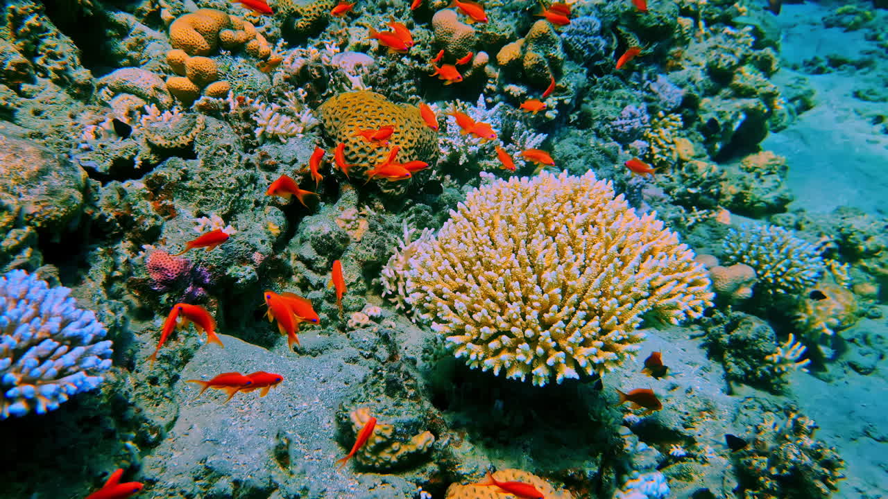 Bright orange fish swim around vibrant coral reefs in a tropical underwater scene