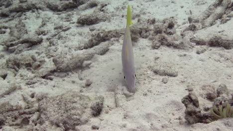 goatfish digging for food