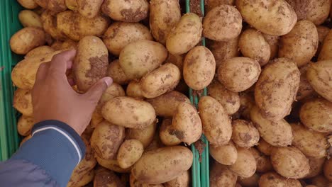 a person selects potatoes from a bin at a market