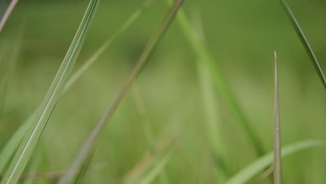 Una-Hierba-Perenne-Originaria-De-Asia-Tropical-Y-Subtropical-Y-También-Introducida-En-Varios-Países