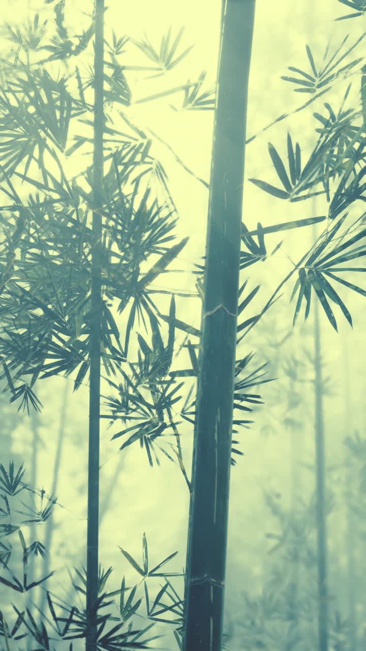 bosque de bambú con niebla