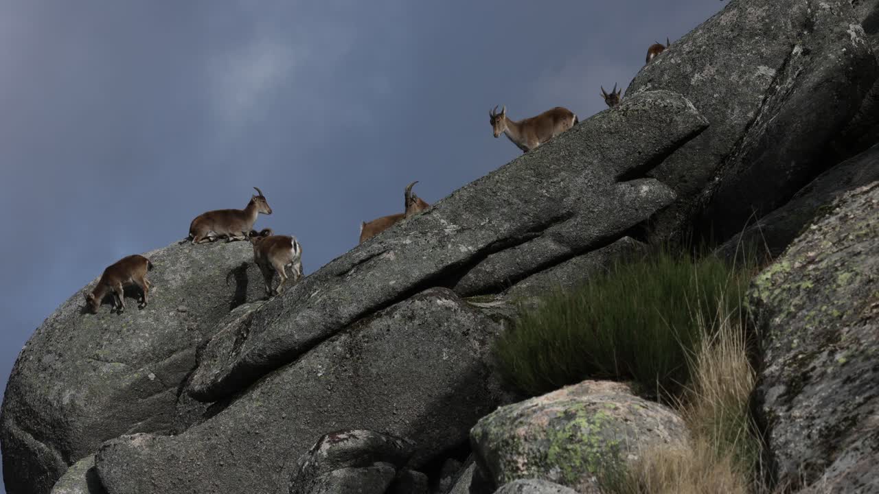 Iberian ibex (Capra pyrenaica) family chilling in the rocks