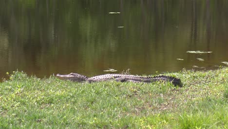 large alligator rests in grass near florida pond