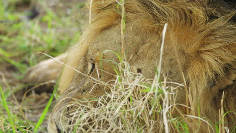 una toma fija de cerca de un león durmiendo en la hierba de la reserva de caza de kalahari central en botswana, áfrica del sur