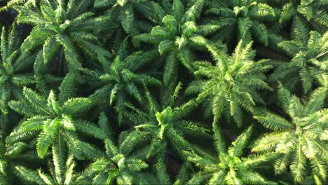 aerial top down view drone flyover agricultural farmland capturing vast, dense african palm tree plantation with beautiful sunlight shinning on top, exotic tropical rainforest