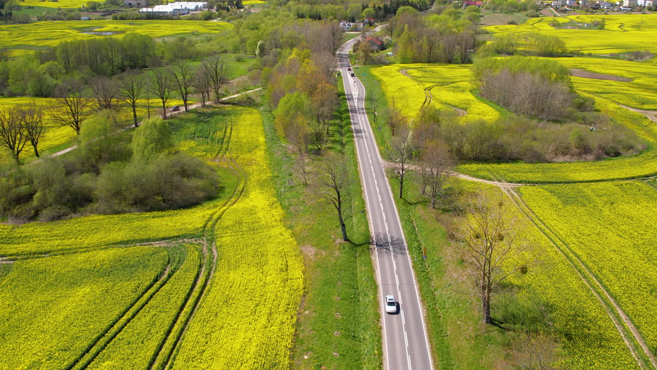 밝은 노란색 라프시드 들 사이 의 경치 좋은 시골 도로 에 있는 교통