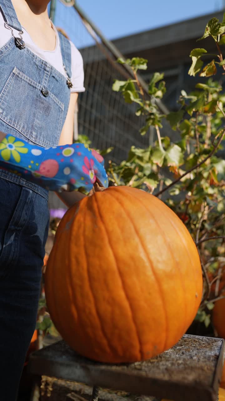 호박 을 수확 하는 여자