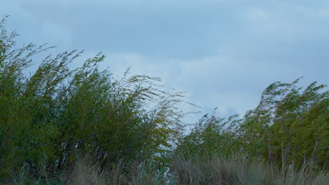 Vista-De-Gras-Alto-Contra-El-Cielo-Azul-Ondeando-En-El-Viento,-4k