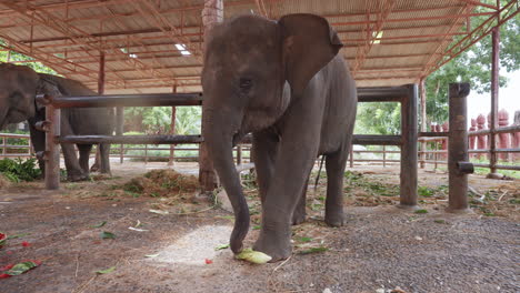 baby asian elephant peeling corn with trunk in thailand