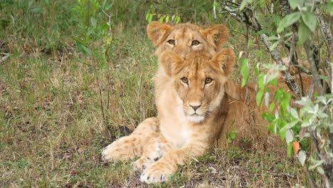 Dos-Cachorros-De-León-Subadultos-Se-Sientan-Bajo-Las-Lluvias-Junto-A-Un-Arbusto-Cerca-En-Kenia,-Masai-Mara