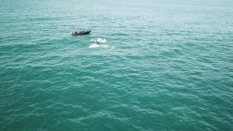 Toma-Aérea-De-La-Madre-Y-La-Cría-De-Ballenas-Jorobadas-Saltando