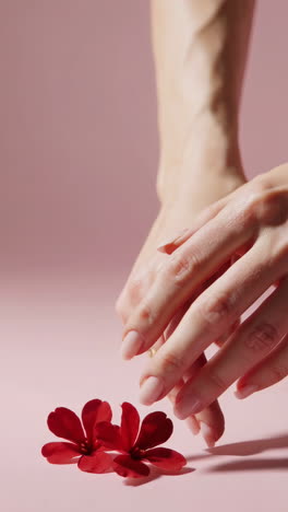 elegant hands and red flowers on a pink background