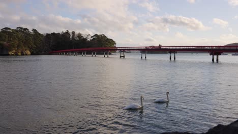 matsushima bay and fukuurajima, swans swimming past at sunset, japan