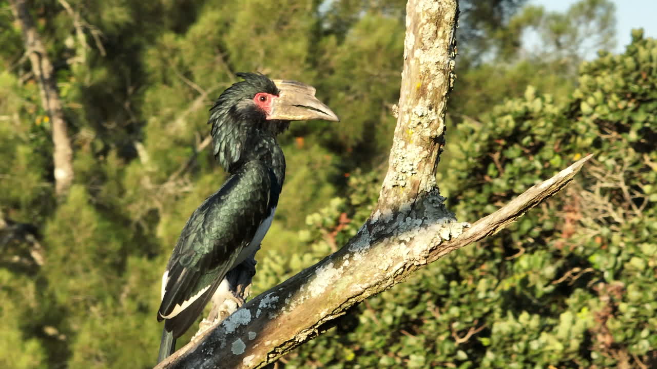 남아프리카 공화국 에서 나무 에 앉아 있는 트럼 타는 호른빌 - 바이카니스테스 부시나터
