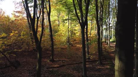 Flying-among-the-trees-in-autumn-while-a-hiker-enjoys-the-autumn-colors,-tracking-shot-with-drone