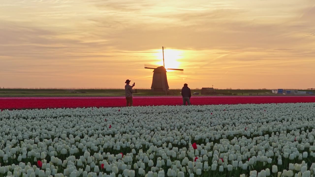 Persone che si scattano selfie in un campo di tulipani olandese al tramonto