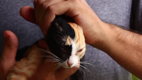 close up of a rescued half face calico kitten known as a chimera cat getting an affectionate pet