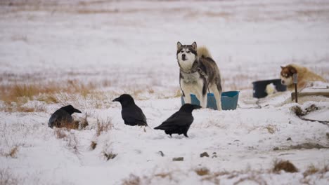 Agitated-sled-dog-with-ravens-taunting-them