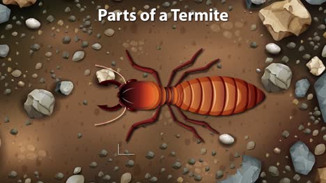 desglose detallado de las partes del cuerpo de las termitas