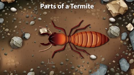 detailed breakdown of termite body parts