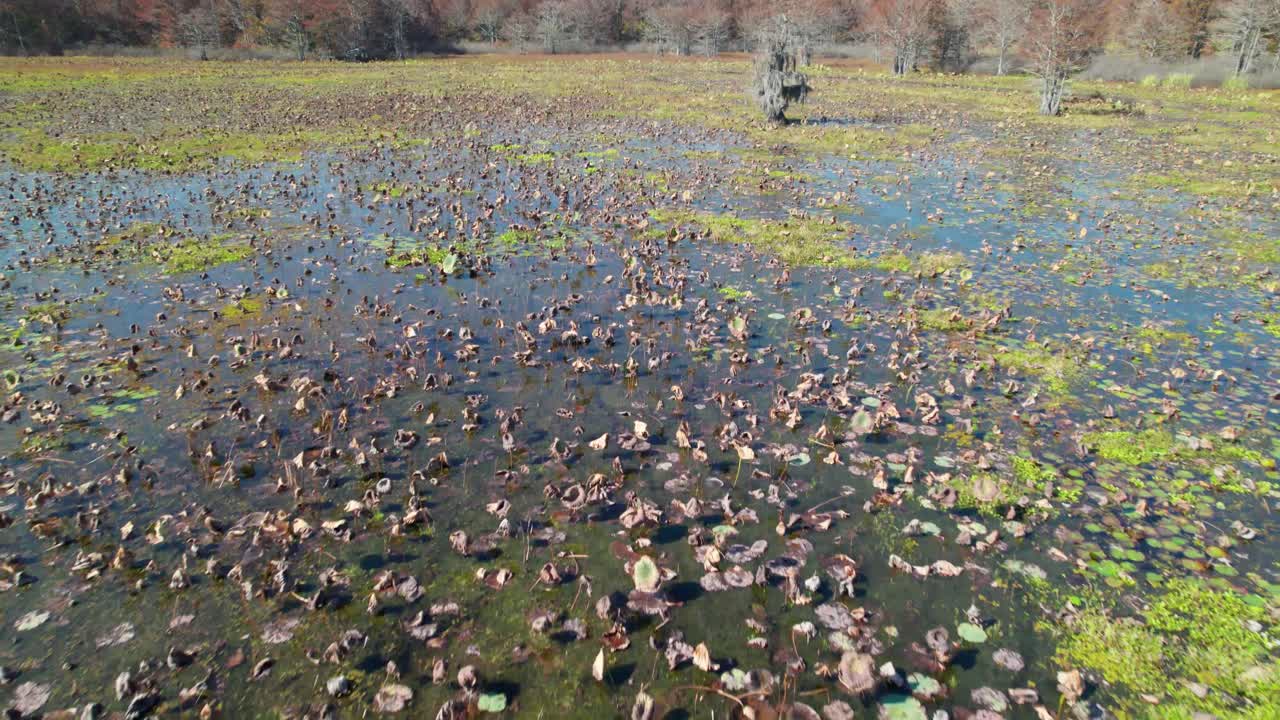 Aerial flight over Caddo Lake in East Texas. Camera is flying low over the lake. Aquatic vegetation chokes out the surface