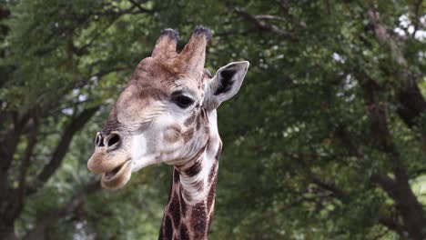 close-up of a giraffe chewing some food