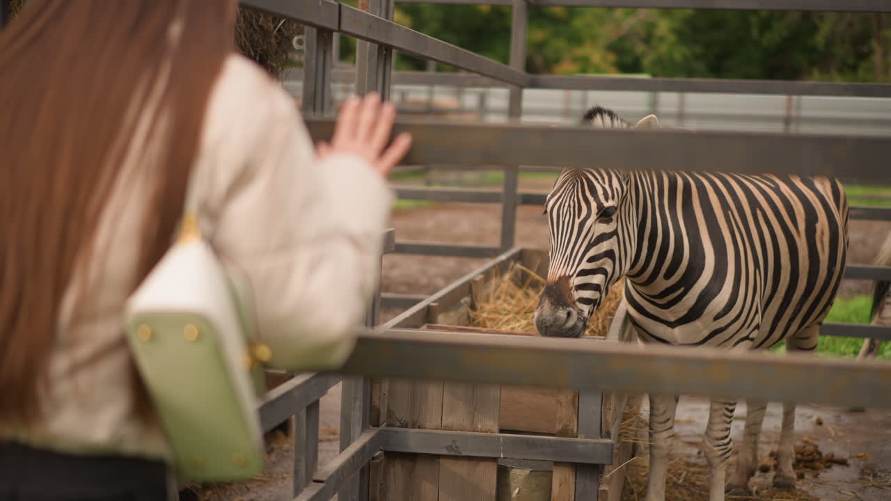 Donna all'area delle zebre che saluta oltre la recinzione, turista con borsa verde chiaro che osserva una zebra mangiare fieno dietro le sbarre di metallo, paddock fangoso sotto un cielo nuvoloso, tranquilla e curiosa interazione, motivo a strisce