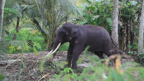 large elephant with tusks pulls against a chain tied to a tree