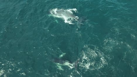 avistamiento de ballenas frente a la costa de sydney, imágenes verticales aéreas cinematográficas de la madre ballena jorobada jugando con su cría chapoteando alrededor de fuentes de agua durante la migración