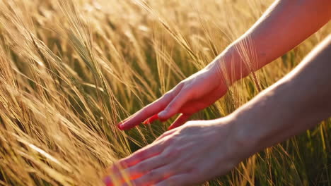 hand touching wheat in a field at sunset