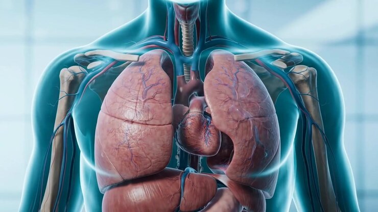 respiratory surgery semi transparent organ view