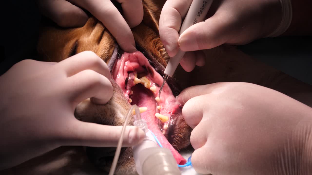 Static closeup of surgery room during beagle dog dental care treatment.