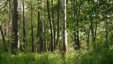 Sunny-day-in-the-middle-of-beautiful,-green-forest,-slow-motion