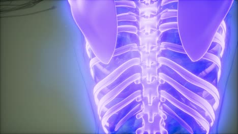 cuerpo humano transparente con huesos visibles