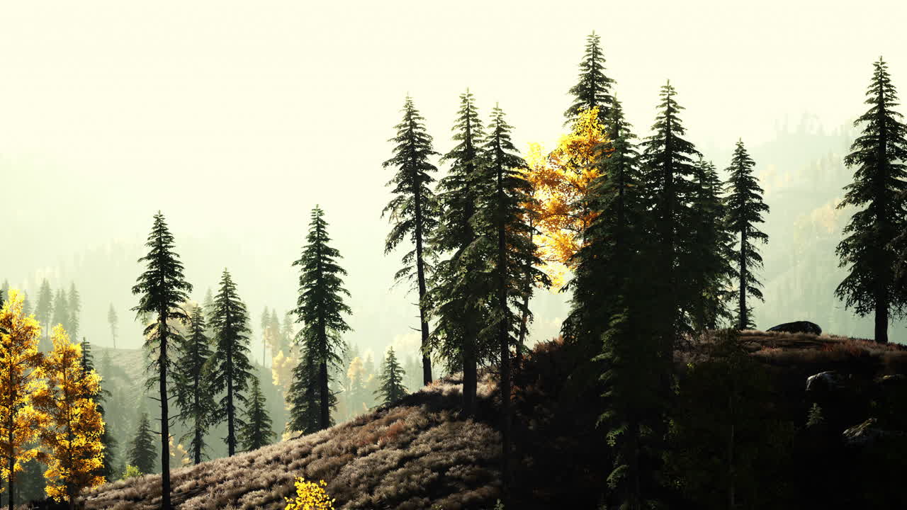 소나무 숲 과 안개 가 있는 산 들 에서 다채로운 해 가 지거나 해가 뜨는 것