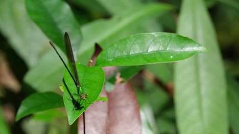 Seen-perched-on-a-leaf-during-a-bright-moment-in-the-forest,-flies-away-and-then-returns