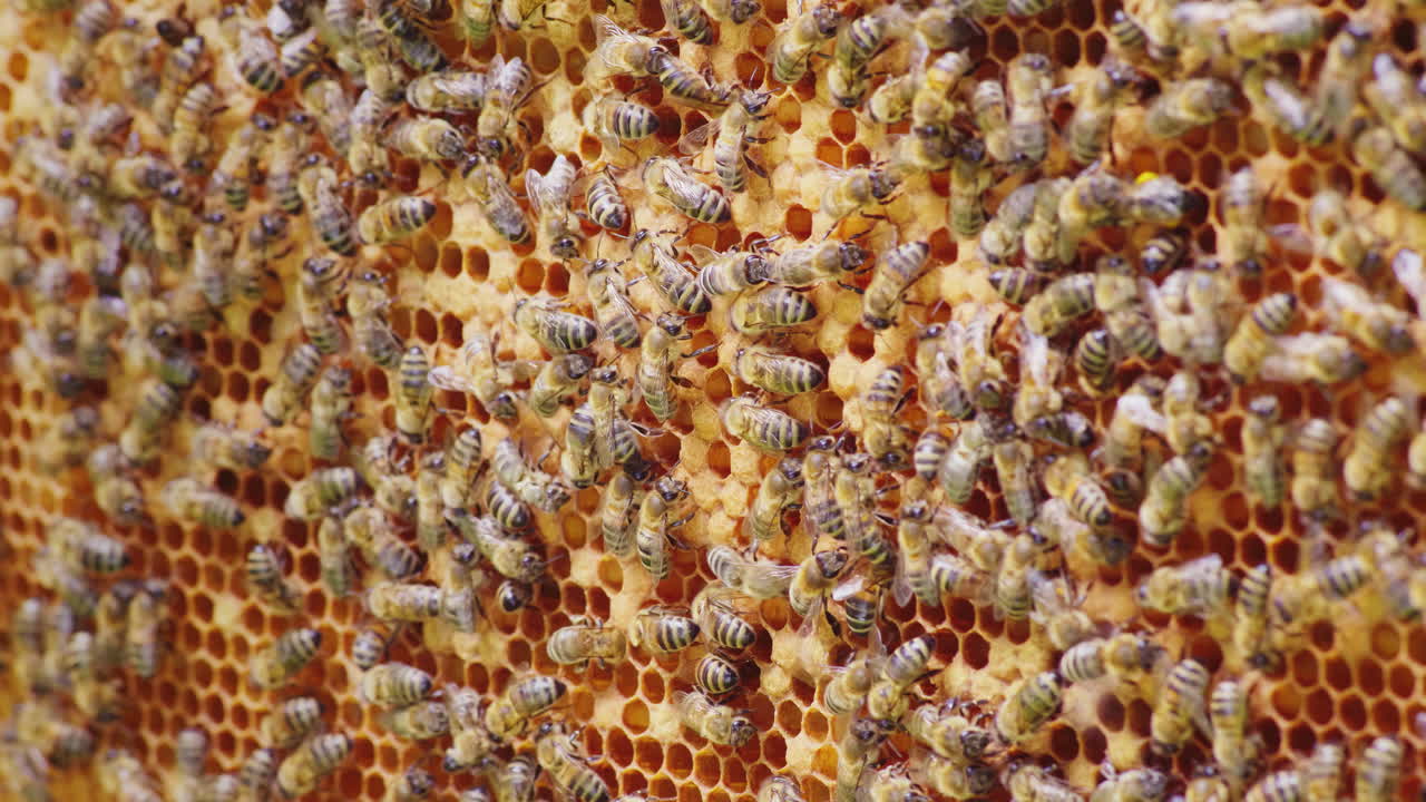 una familia de abejas amigable hace que los peines de cera se deslicen caóticamente a lo largo de los marcos de madera dentro de la colmena
