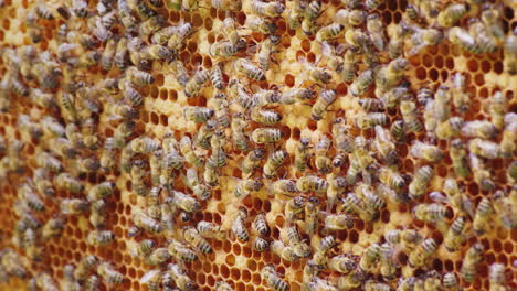 a friendly bee family makes combs of wax chaotically creep along the wooden frames inside the hive