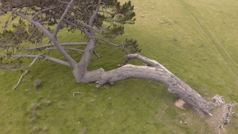 old abandoned fallen larch pine tree. strong wind has taken this tree down.