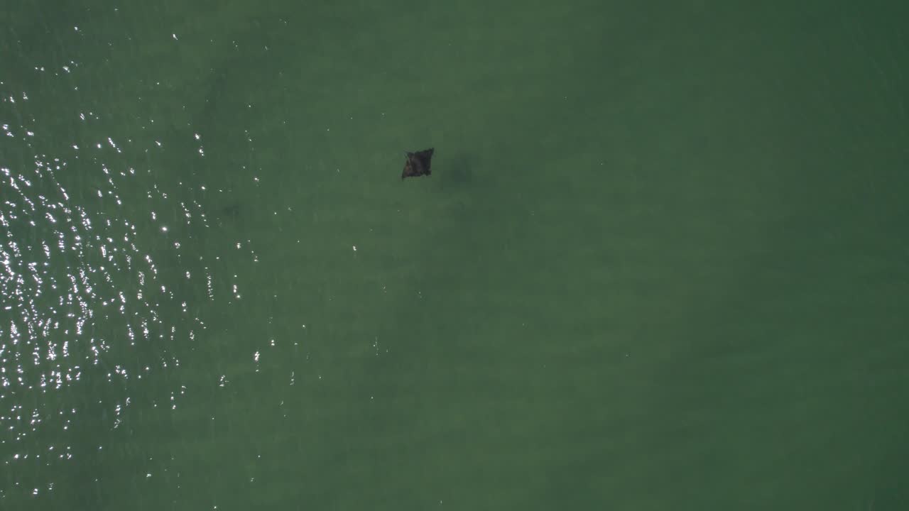 아래에서 만타 레이의 위에서 보기