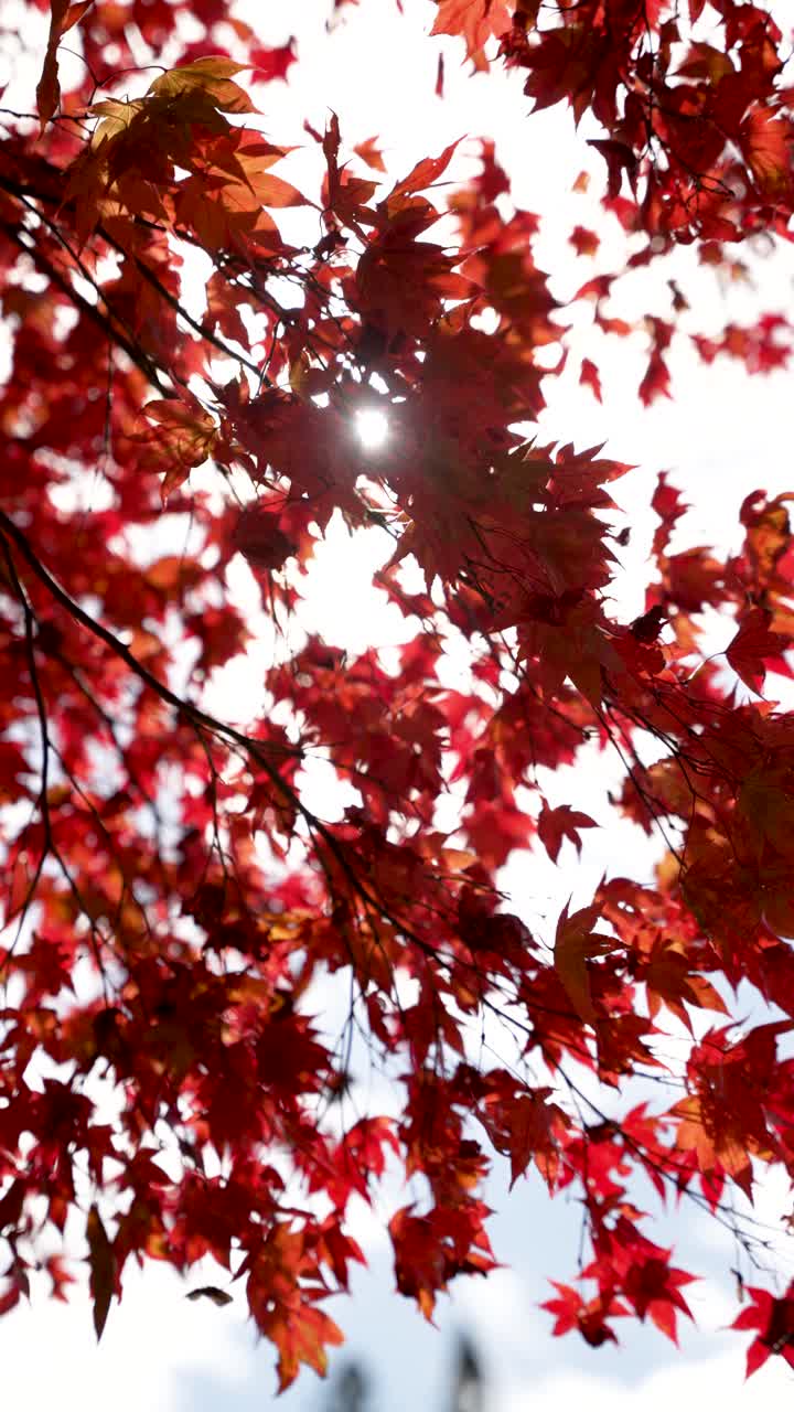 Sunlight Filtering Through Vibrant Red Japanese Maple Leaves in Delicate Patterns. Vertical Video, Slow Motion