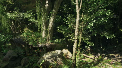 camino del bosque salpicado de sol