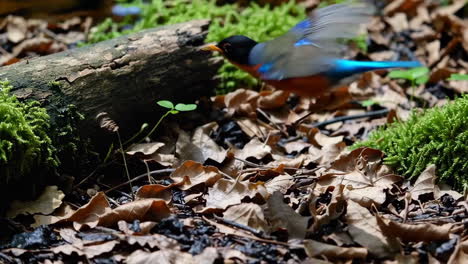 vibrant bird foraging on a forest floor