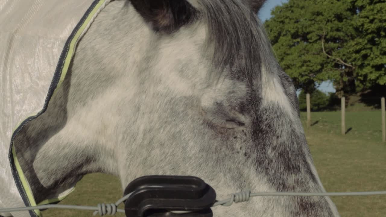 Head of grey horse in fenced field tilting shot portrait