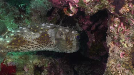 Pez-Puercoespín-Cerca-Del-Arrecife-De-Coral-En-El-Mar-Rojo