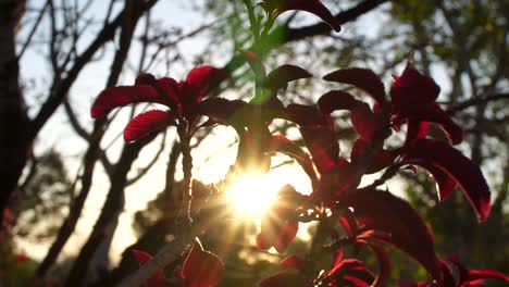 sun burst or starburst shining brightly behind red leaves during fall sunrise