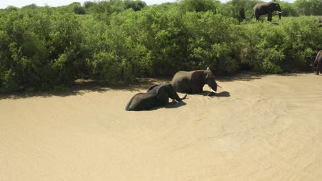 elephants bathing in waterhole in the wild, close up from drone