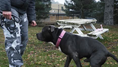 Person-training-his-stafford-dog-in-the-garden