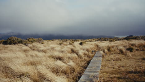 misty highland path through golden grass
